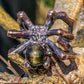 Gold Sheen Obsidian Spider Ring